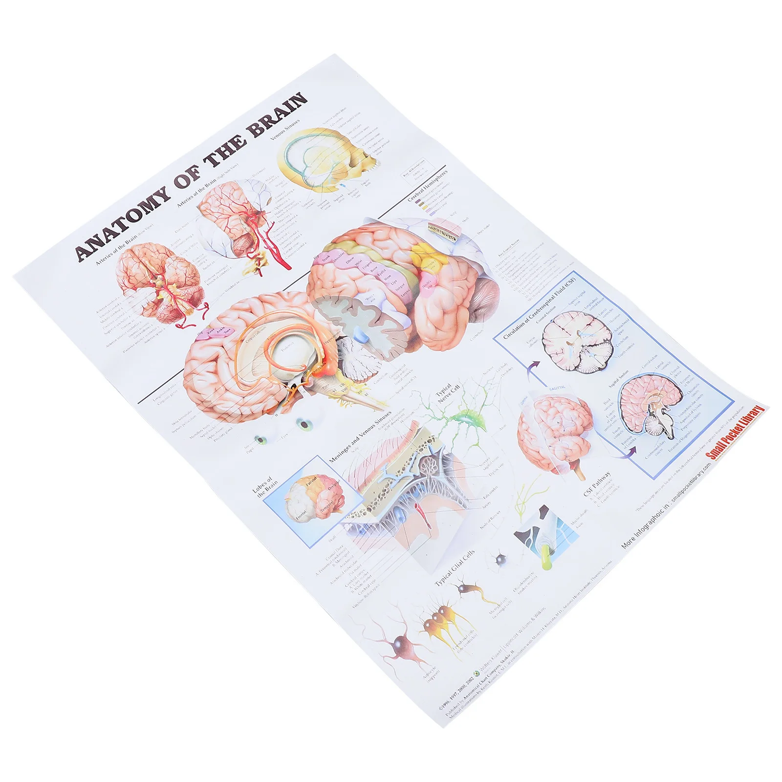 

Human Brain Anatomy Poster High-Grade Material Clear Font Teaching Tool Classroom Laboratory Hospital Gift