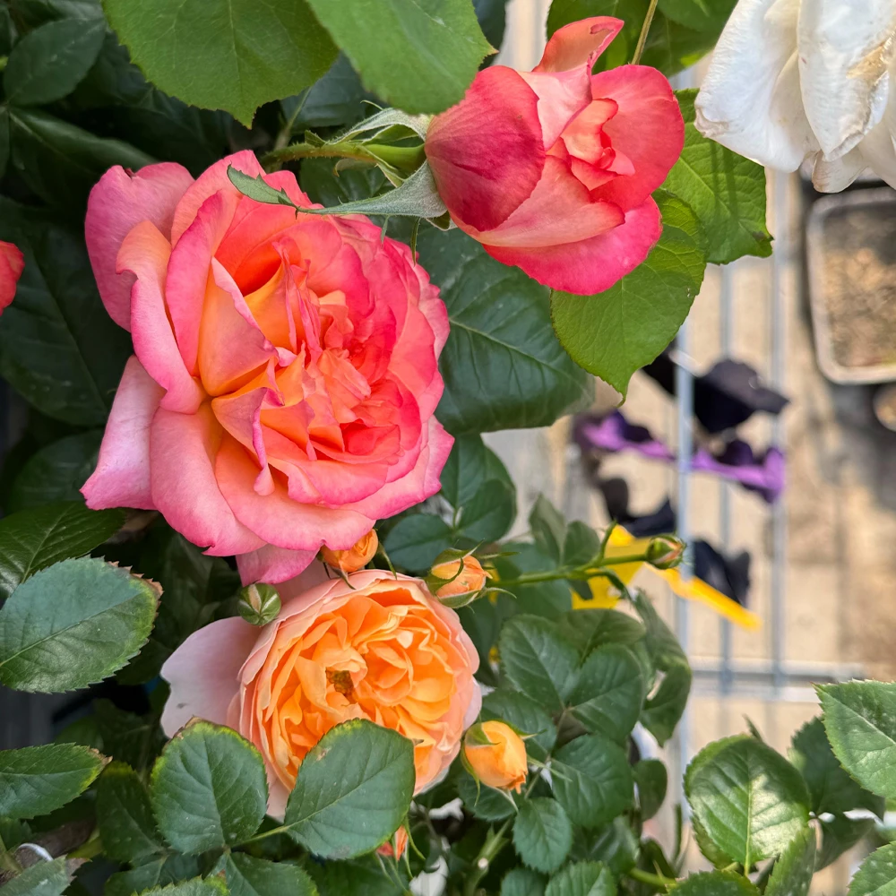 30 جرام Bacillus Subtilis الأسمدة العضوية الميكروبية الأسمدة القابلة للذوبان في الماء تحمي النباتات تنظيم بيئة التربة #6