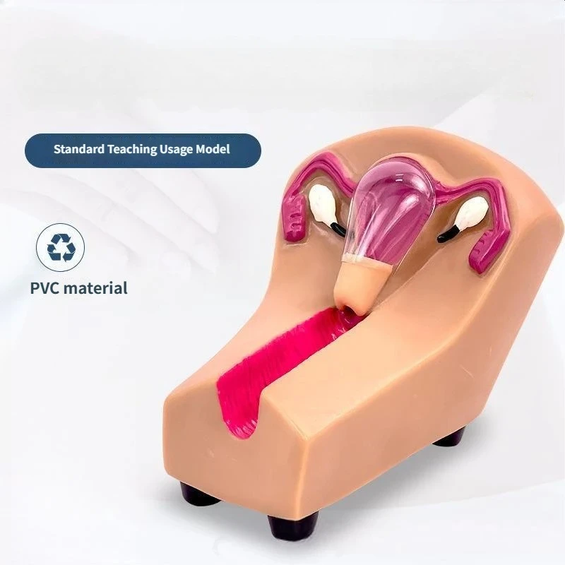 

Female IUD Training Model, Intrauterine Contraceptive Device Simulator for Medical & Nursing Education