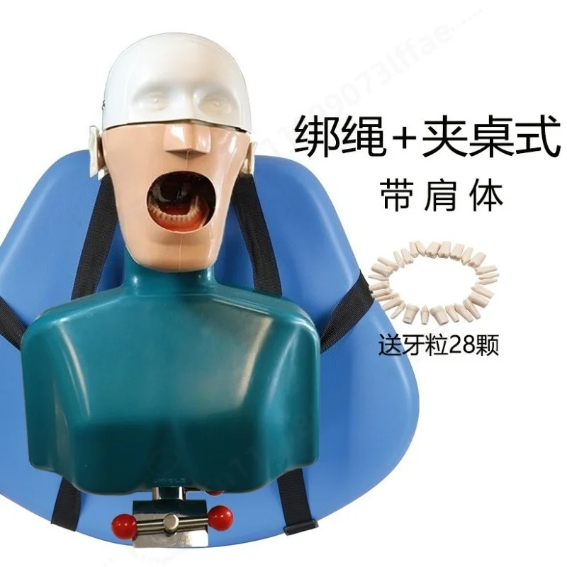 Dental Typodont Model Removable Teeth Soft Gum Dental Simulator for Tooth Preparation Practice Oral Teaching Training Tool