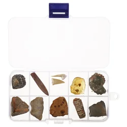 Balacoo Paleontological Sample - Trilobite & Amber Specimen for Science Education