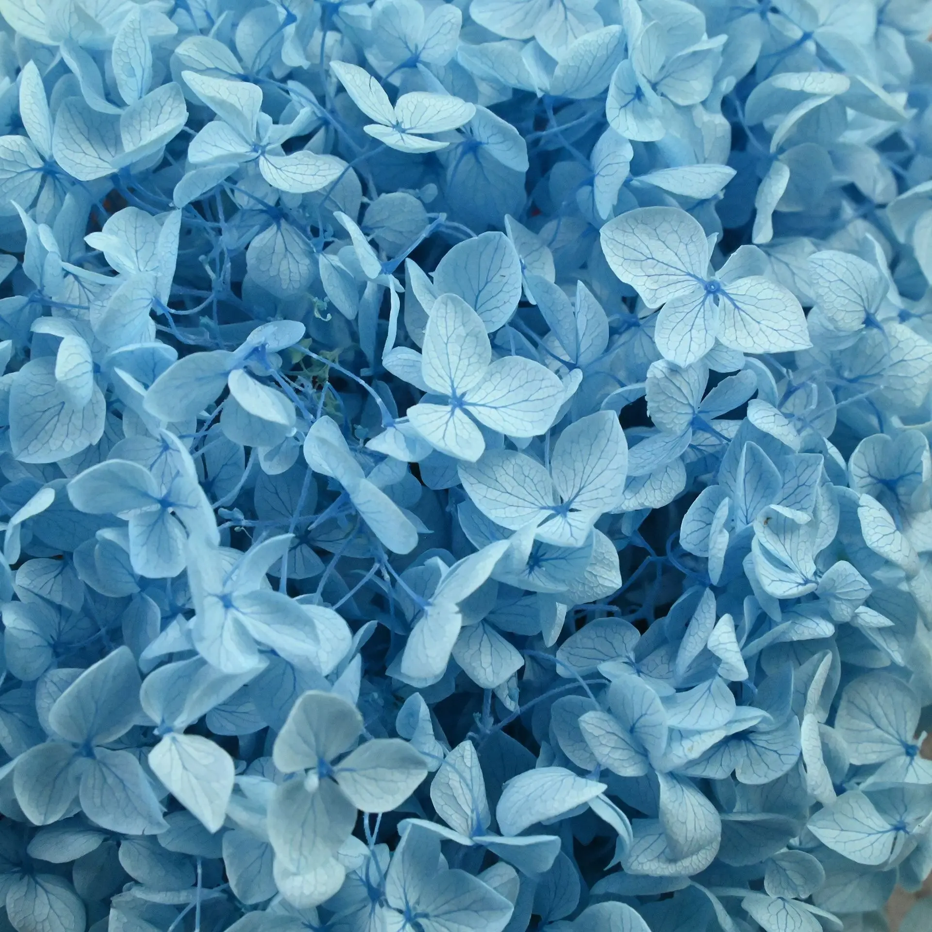 Dried Flower Bulk - 20g Natural Hydrangea Petals Dried Flowers
