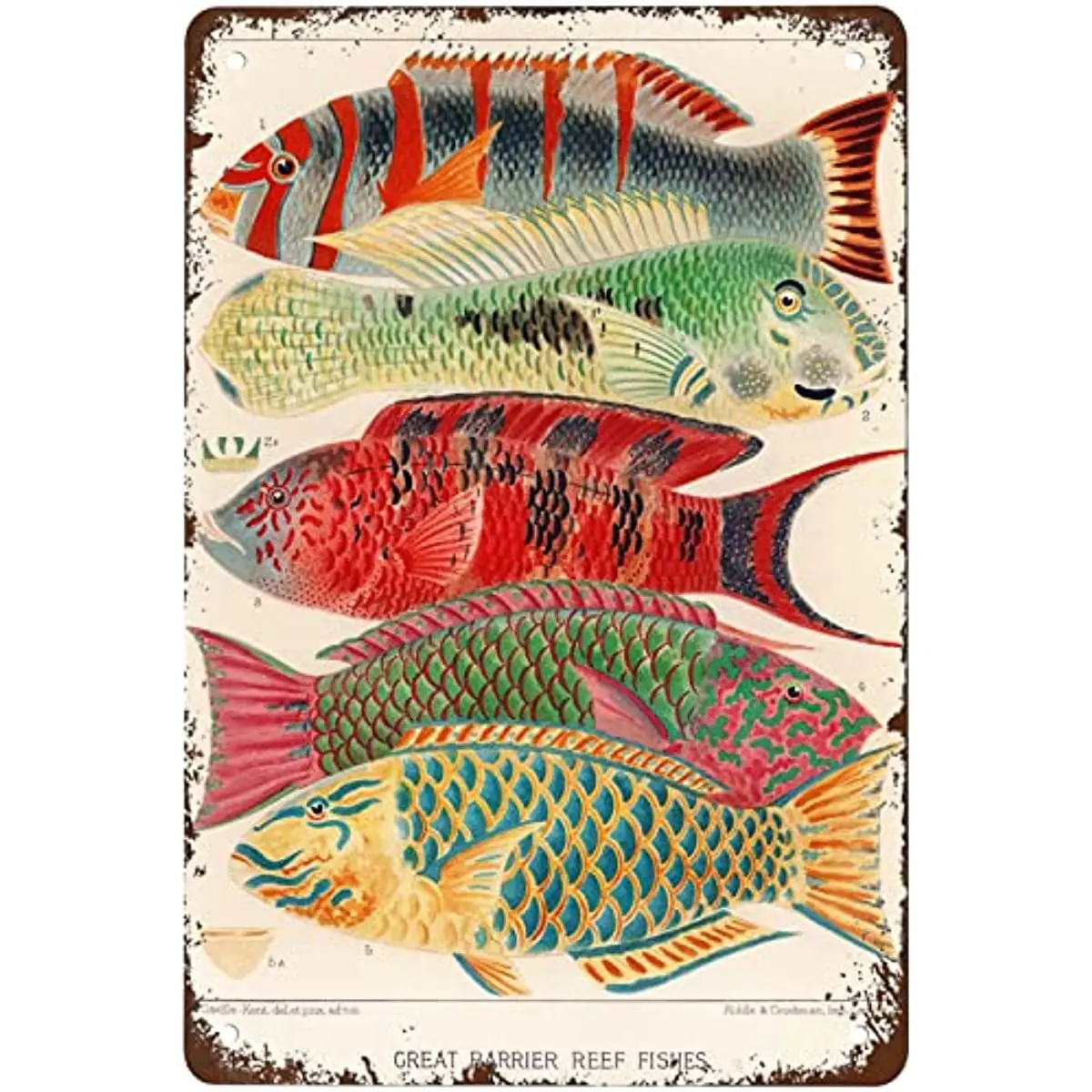 Interesting Illustrations of the Great Barrier Reef Fish Vintage Metal Tin Logo Art Poster Interesting Home Garage Cafe Office