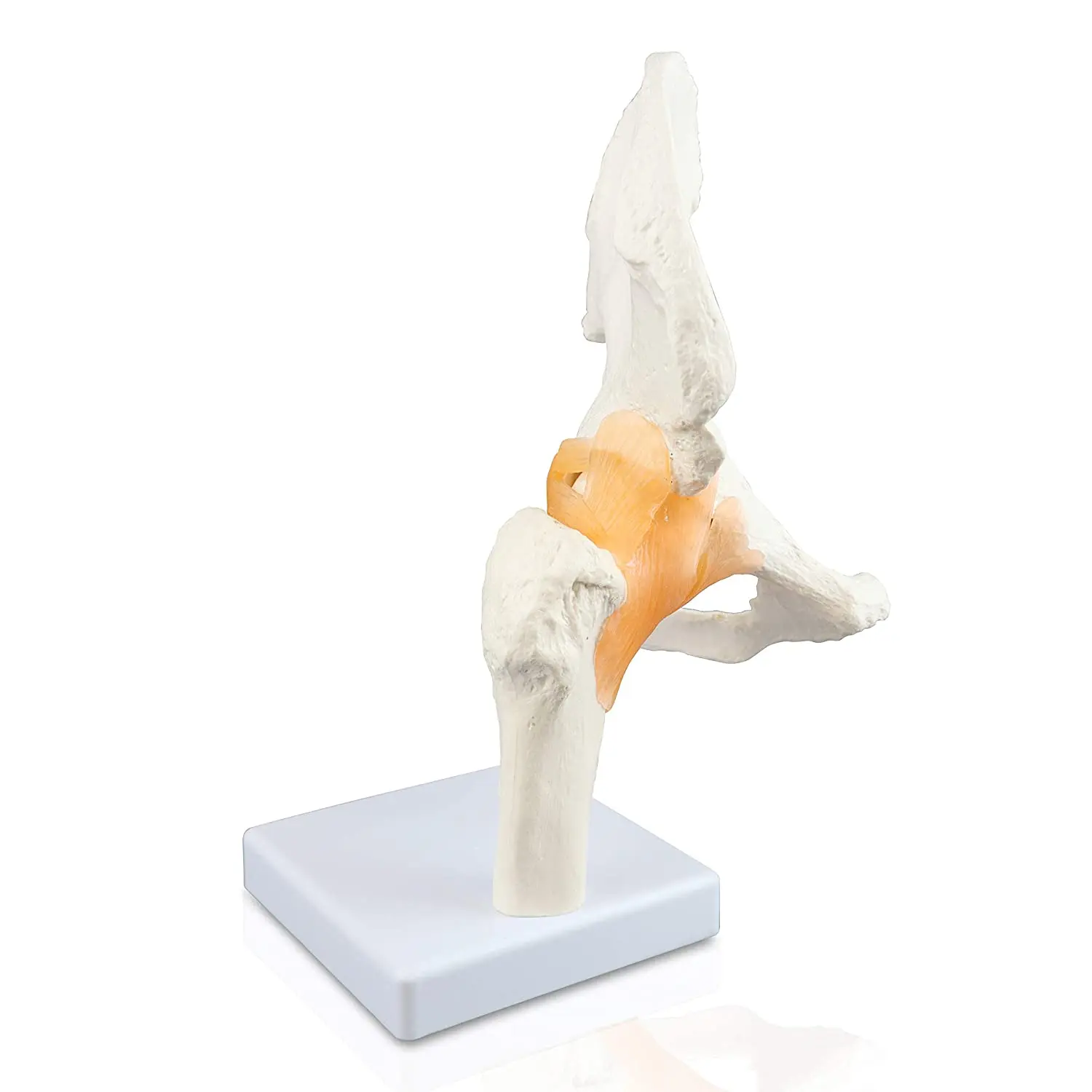 Vision Scientific Classic Functional Hip Joint Model Life-Like Flexible Ligaments Features Femur Hip Bone Surrounding Ligaments