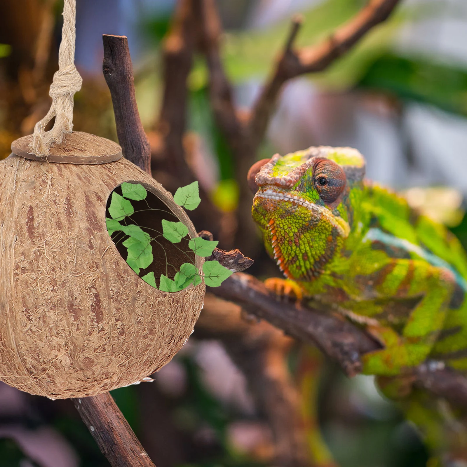 

1Set Coconut Shell Hideout With Vine Bundle Lizard Sleeping Small Pet Nest Reptiles Tree Climbing Amusement