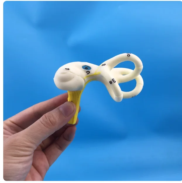 

Human Ear Model Inner Ear Model Cochlear Model