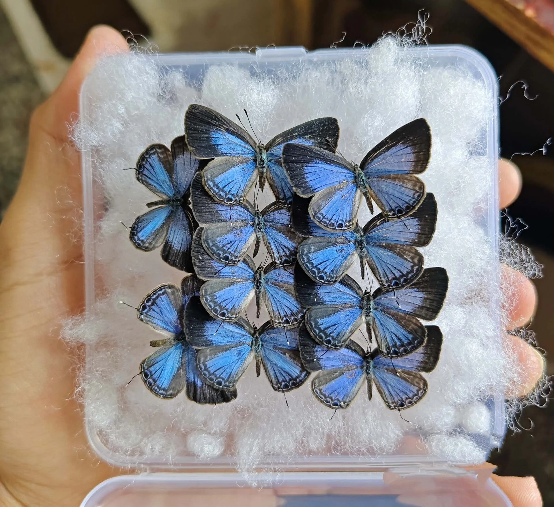 

10-100 pcs natural Real Butterflies Specimen (Jamides）