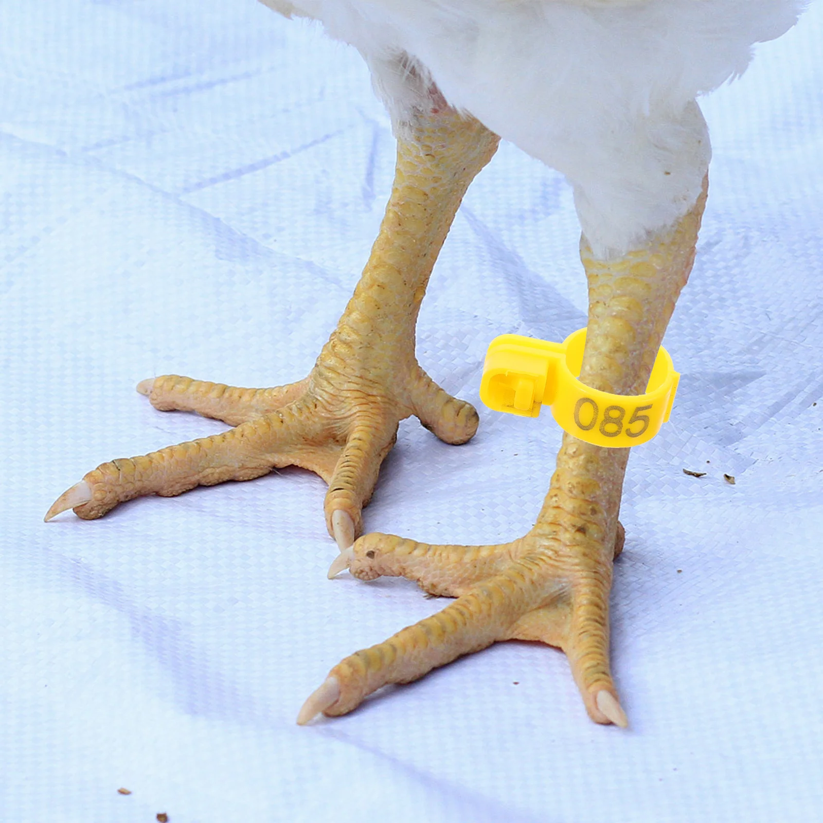 

100pcs Chicken Leg Rings Plastic Poultry Marking Bands For Chickens Ducks Geese Identification Reusable Lightweight Poultry Leg