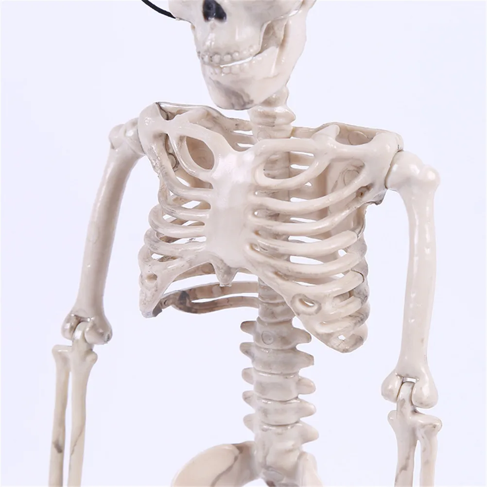 High Quality 40CM Human Anatomical Anatomy Skeleton Model Medical Learn Aid Anatomy human skeletal model Wholesale Retail images - 6
