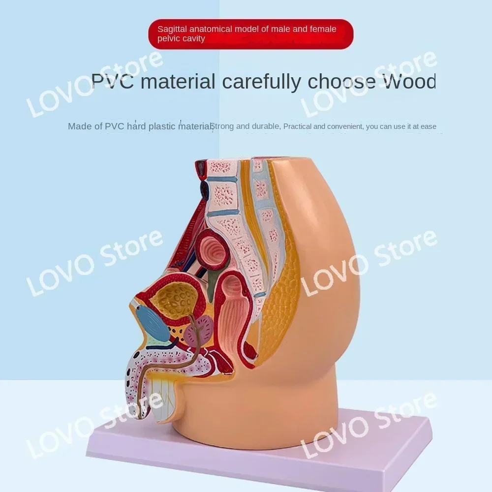 Sagittal Pelvic Anatomy Model Male And Female Male Reproductive Organ Reproductive System Uterus Medical Teaching Model