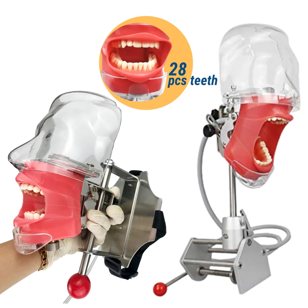 YTYIN PH2 Equipments Hochwertiges Lehrinstrument Phantomsimulator Trainingsmodell für das Studium der Schule und Universität