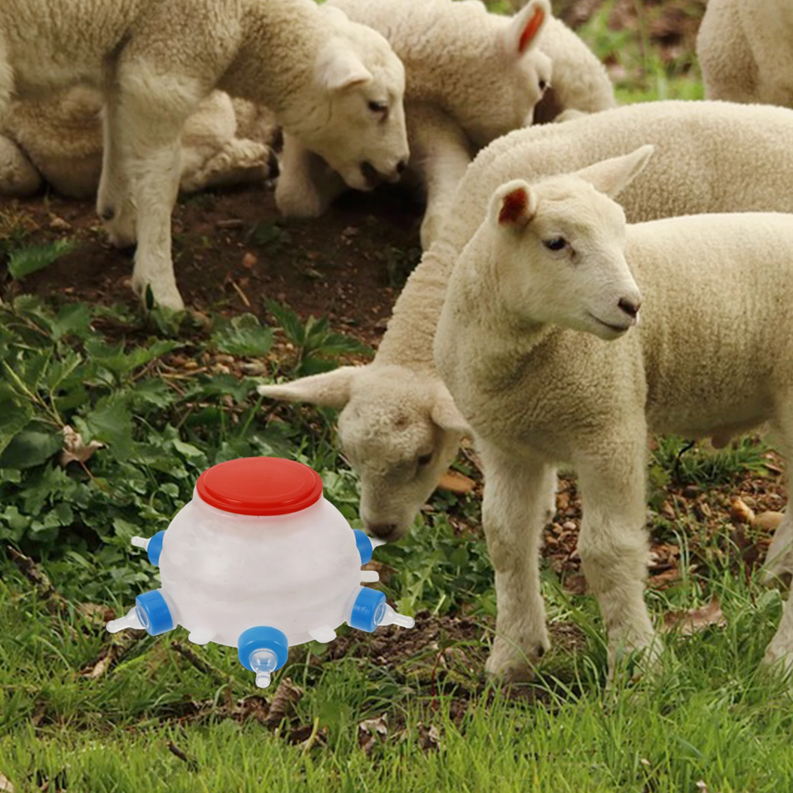 

Multi use Livestock Feeding Bottle Calves Goat Suspending Lamb Replacing Milk Nurse Machine jars lids feeding bottle pet