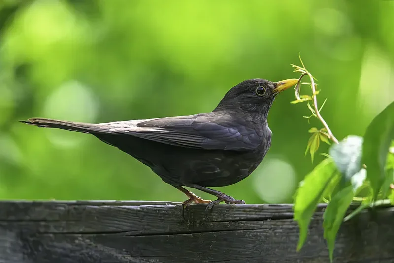 

Flywoo GOKU G55M 55A ESC (3-6S, AM32 32 бит) - 30,5x30,5 для FPV Drone DIY