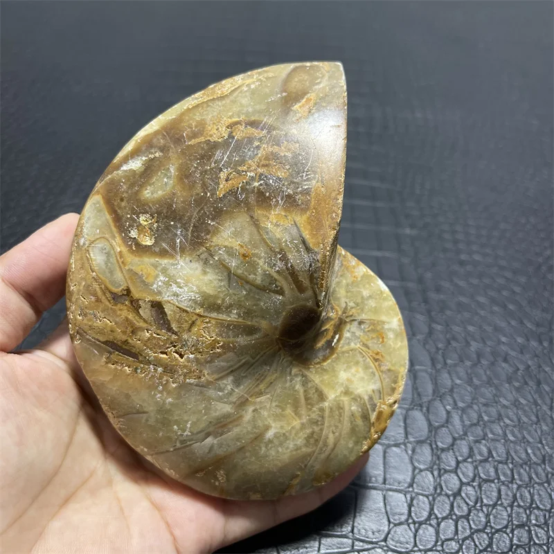 

936g Beautiful natural Chrysanthemum grain conch Ammonite