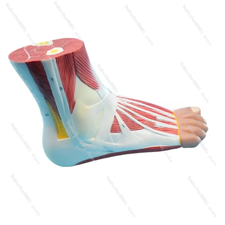 

Medical Plantar Foot Joint Muscle Ligament Ankle Joint Arch Model Human Medical Sports Pain Department Specimen