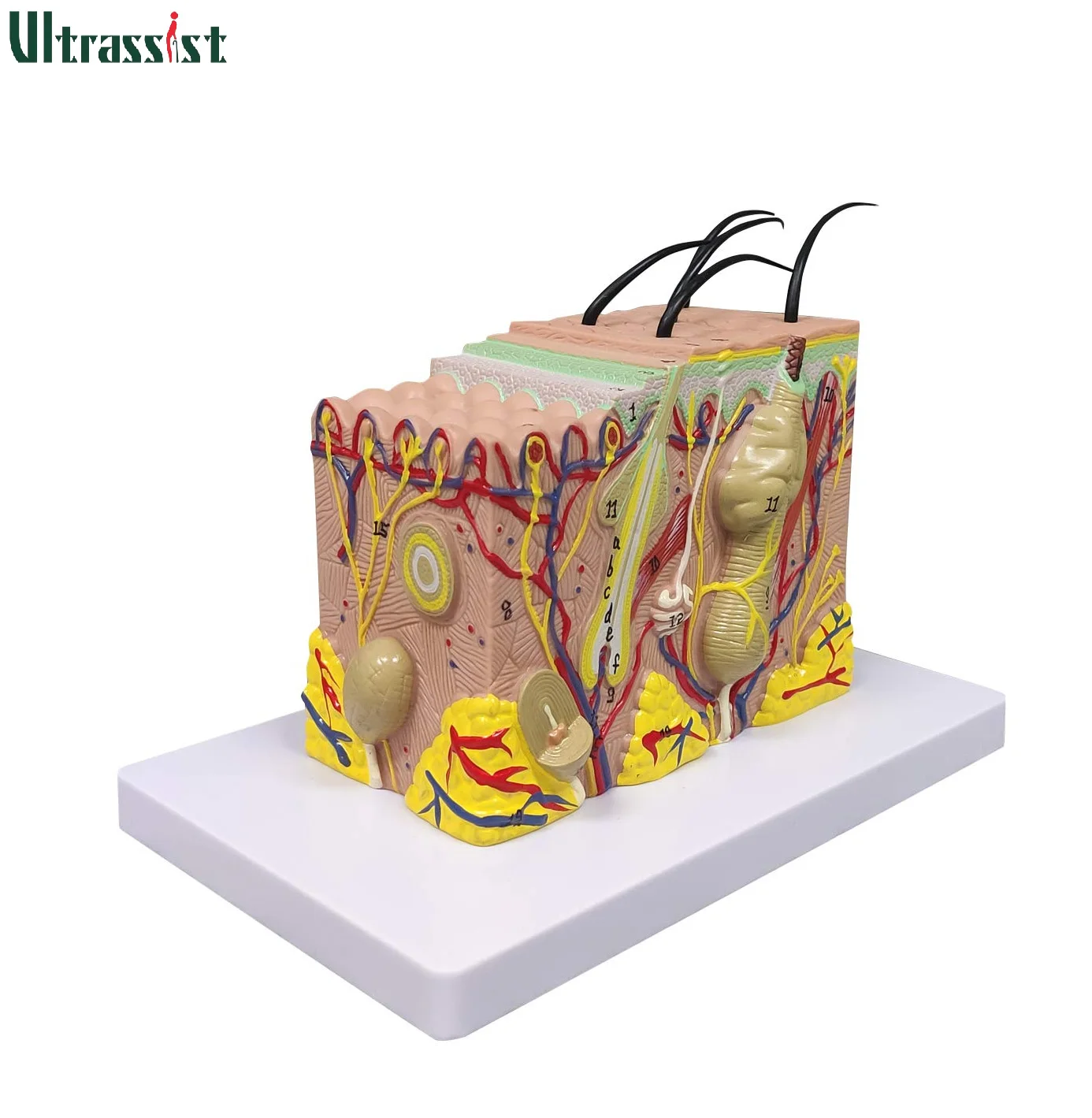 Ultrassist Skin Anatomy Model 35X Enlarged Skin Anatomical with Study Guide Teaching Tool for Science Study & Patient Education