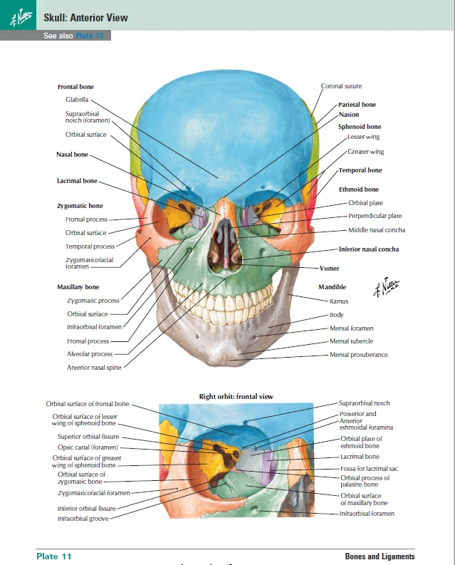 Atlas de l'anatomie humaine, 7e édition, science de base Netter