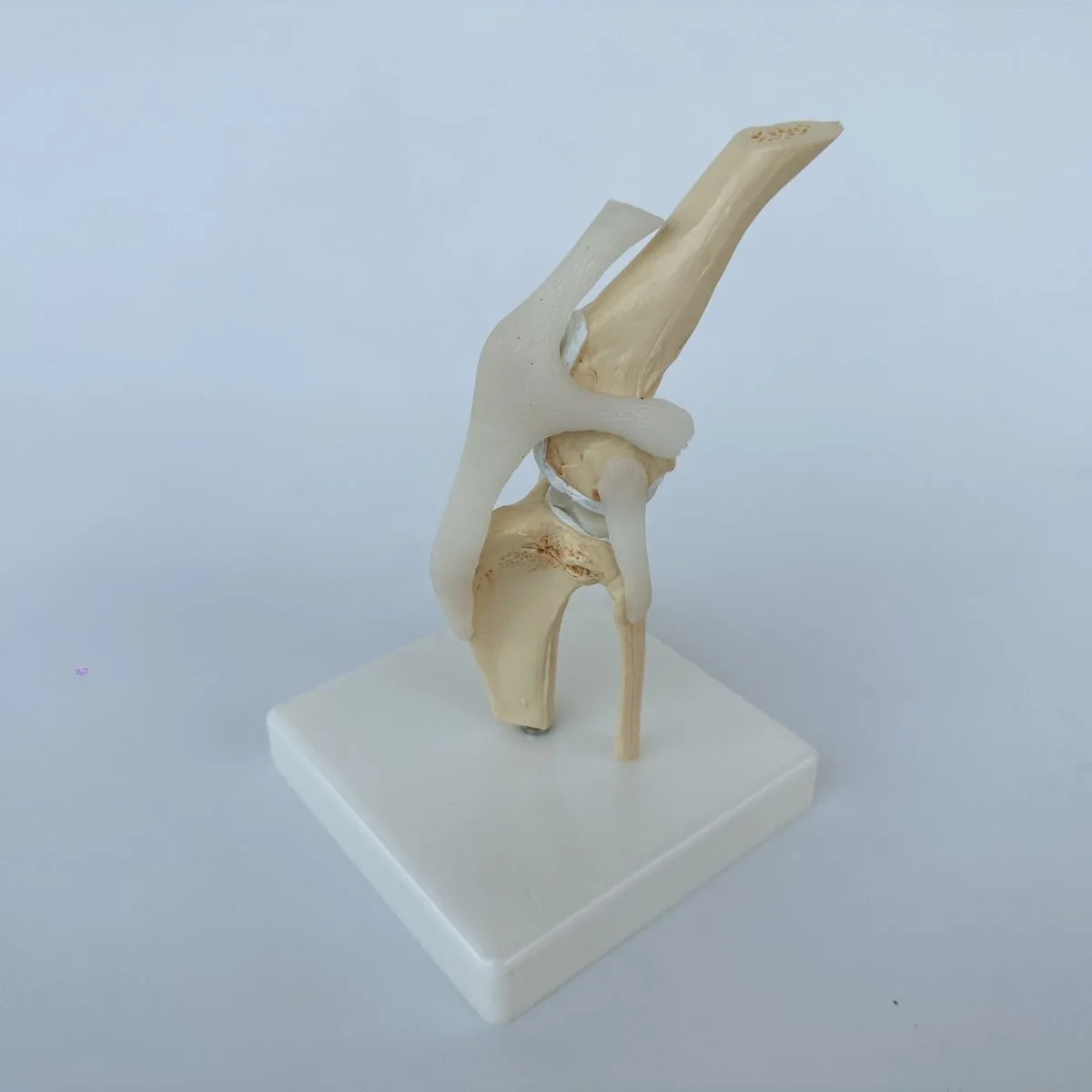 Dog Hip, Elbow, and Knee Joint Skeleton Model Canine Skeleton Toy Animal Bone Anatomy Veterinary Demonstration Pet Hospital