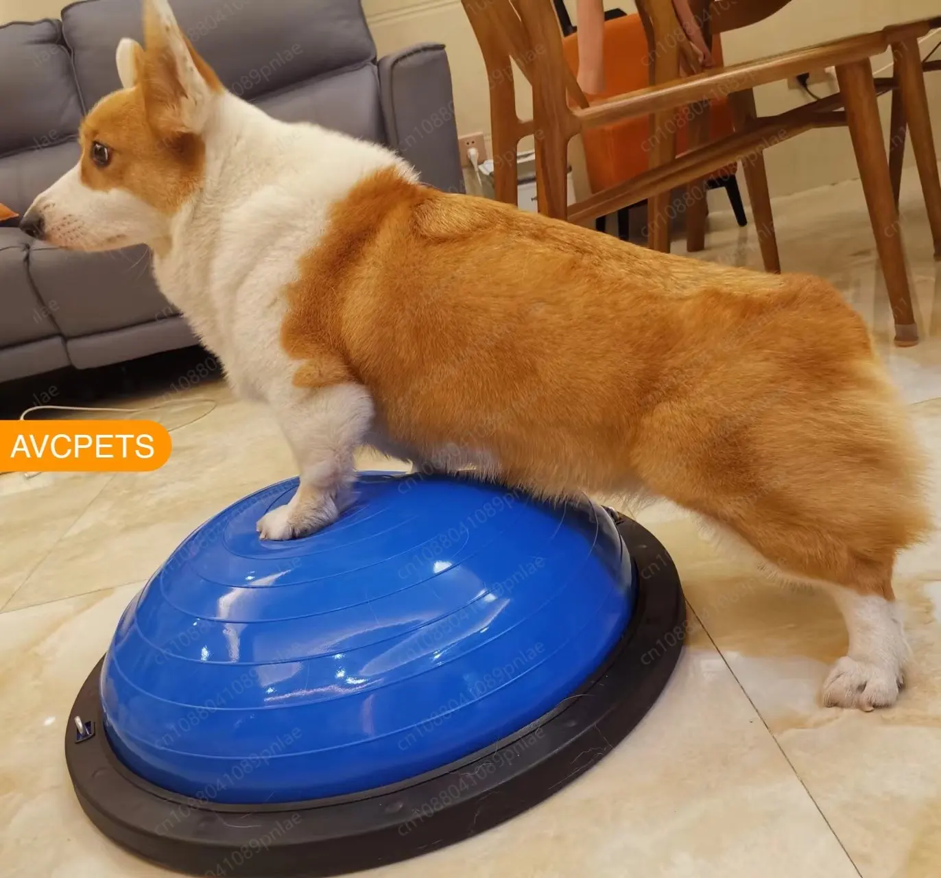 Pet Dog Balance Hemisphere, Corgi Muscle Training, Postoperative Rehabilitation Device