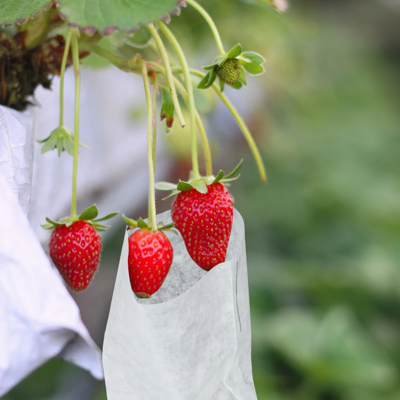 50Pcs Strawberry Anti-Insect Paper Nursery Bags Breathable Waterproof Plant Grow Bags Seedling Raising Fruit Tree Root