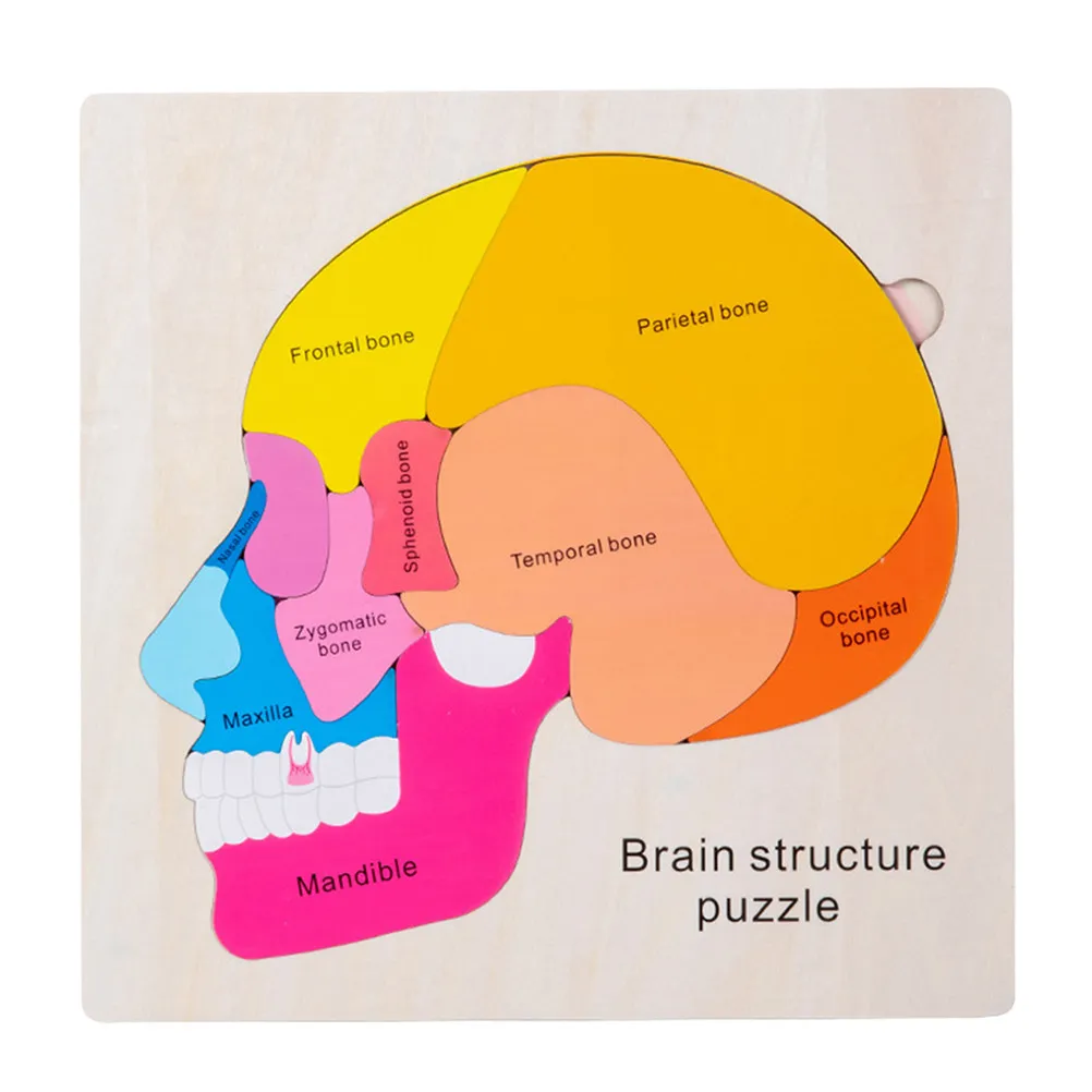 

1Set Brain Structure Wooden Puzzle Learning Matching Cognitive Development Educational Gift for Kids Brain Structure for Kids