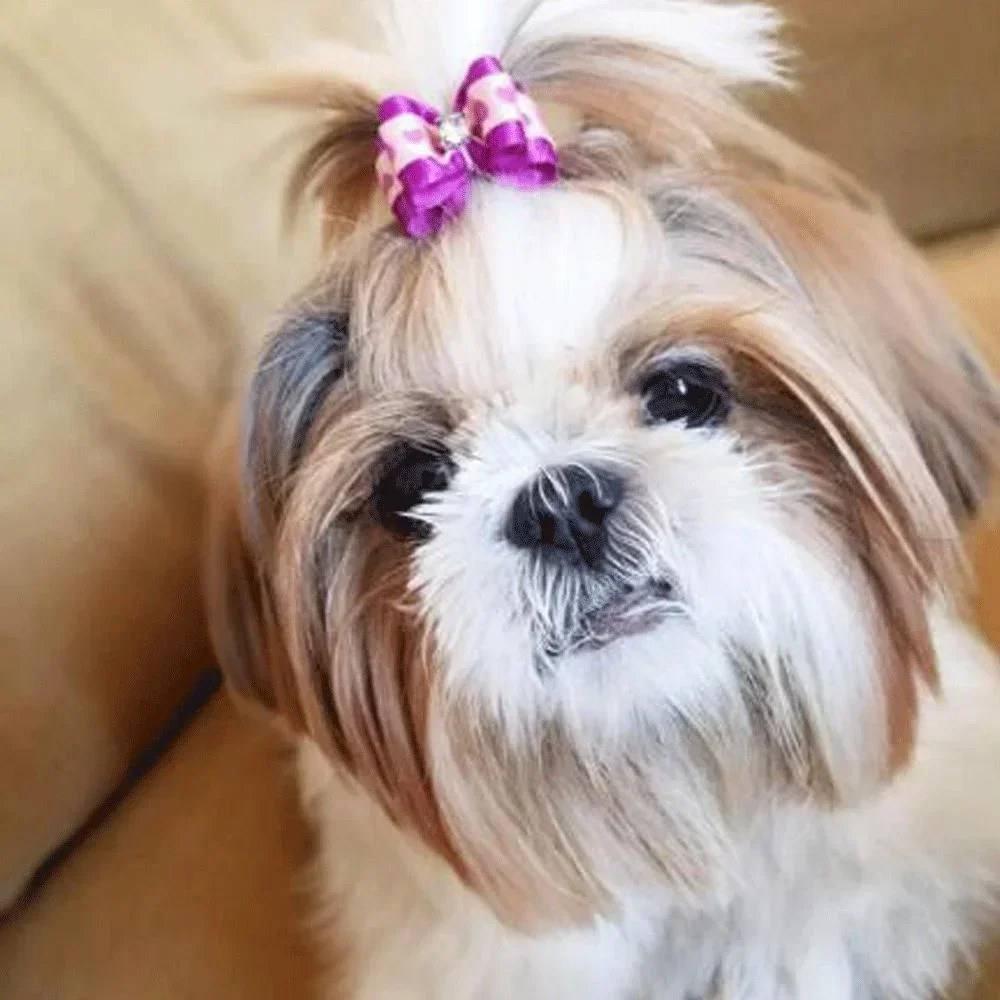 Cute Puppy Dog Hair Bows 10PCS Random Color Rubber Band Headwear Accessories for Small Dogs Pet Gift Hair Clips