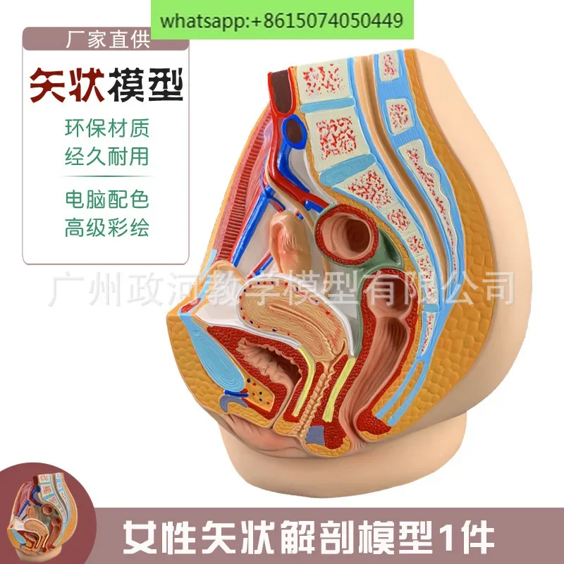 Teaching Simulation Female Pelvic Model Female Urinary and Reproductive System Specimen Midsagittal Section Human Anatomy