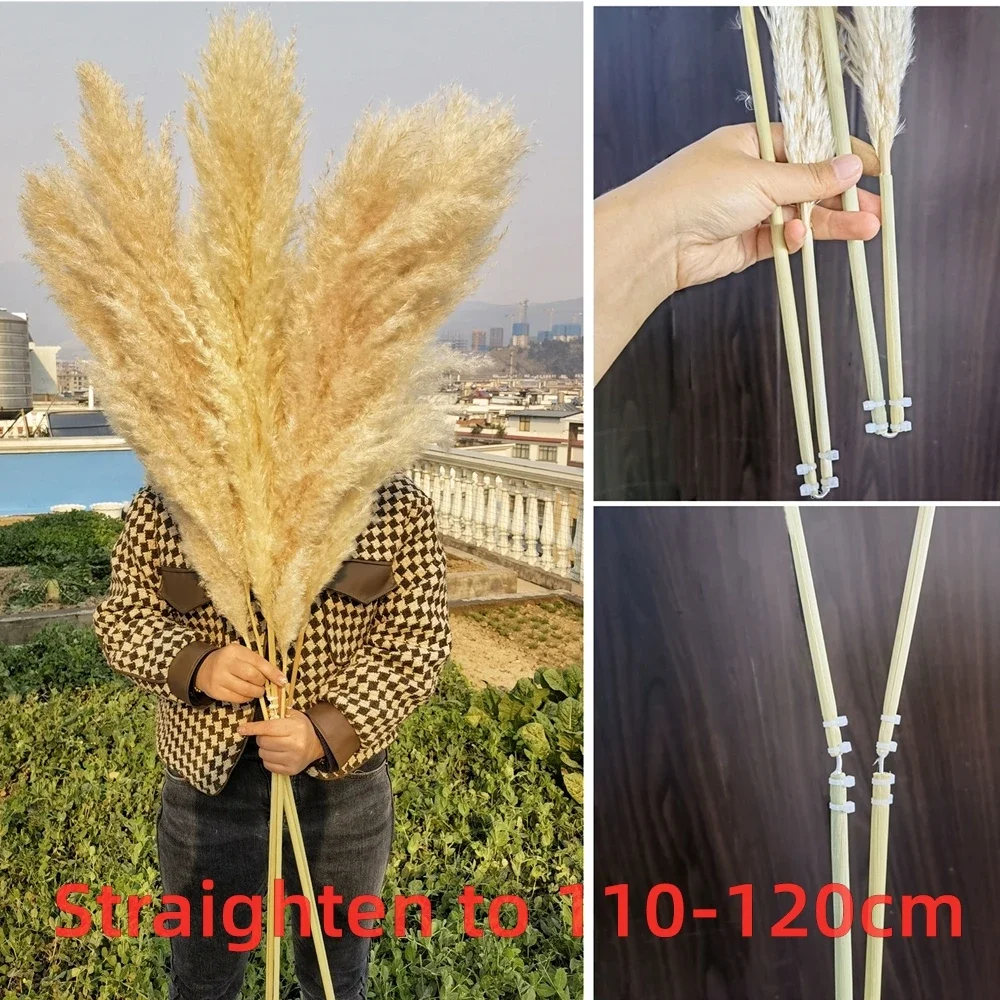 110-120m Large Fluffy Pampas Grass,Natural Dried Wedding Bouquet,Tall Dried Flower,Ceremony,Modern Home,Garden Decoration,Boho