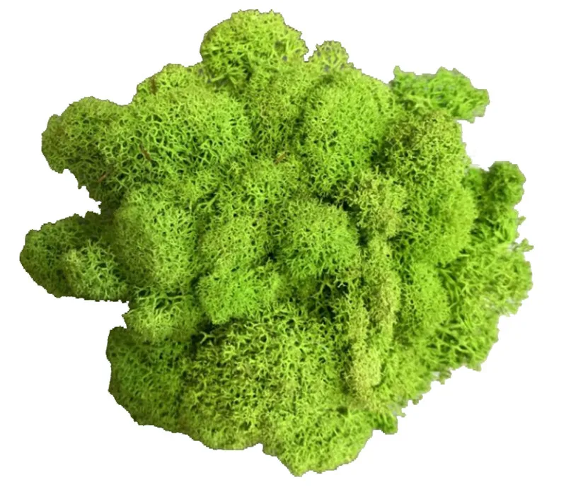 Искусственное растение 20 г, мох для вечной жизни/украшение для сада, стен, DIY, цветочный материал, мини-дерево для сада