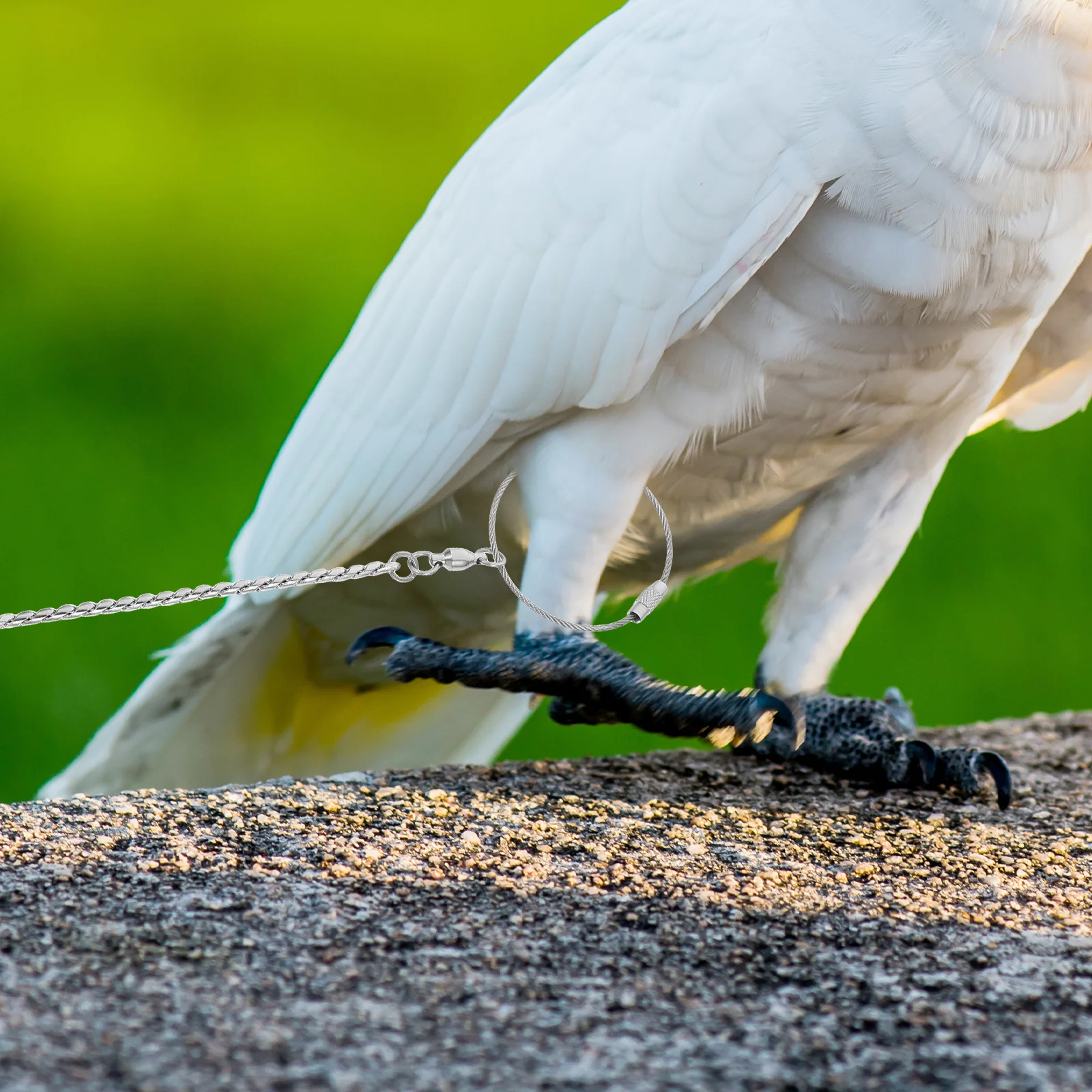الفولاذ المقاوم للصدأ الببغاء سلسلة حجم 4 سميكة مكافحة قبالة الكاحل الدائري ل كوكاتيلز Lovebird الحيوانات الأليفة سلامة الببغاء خلخال الطيور القدم خلخال