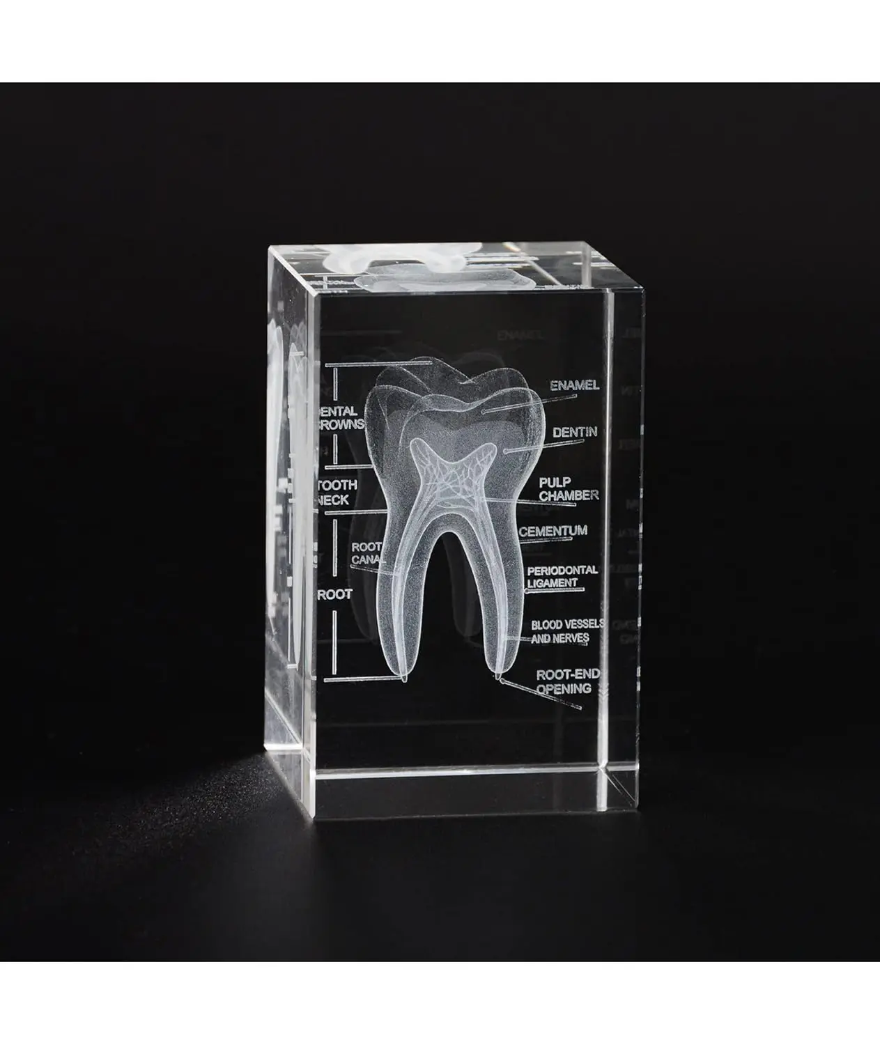 

Ultrassist 3D Human Tooth Crystal Model Laser Etched Anatomical Model Accurate Anatomy for Home & Office Decorate Teaching Tools