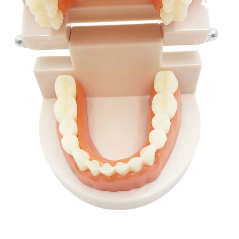 1:1 стоматологическая модель вставные зубы обучающая модель стоматология протезы подарки поставки инструмент для практики демонстрация хорошее качество