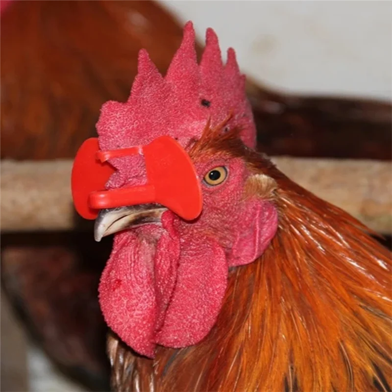 MOPHE-Chicken Glasses 500 Pcs Óculos Anti-Pecking Para Faixas Cortinas de Pollas Parafuso de Espetáculo