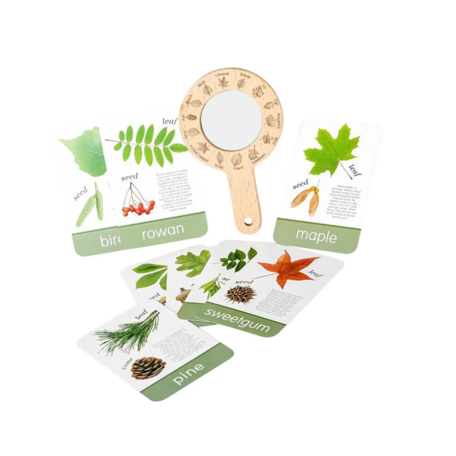 Plant Flash Cards,with Magnifying Glass,Games,Fun Educational Realistic Photo for Girls Classroom Preschool Boys Gifts