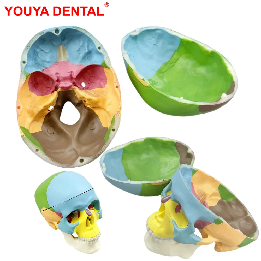 

Dental Skull Skeleton Head Model Dentistry 3D Medicine Human Anatomical Anatomy Head Skeleton Skull For Studying Teaching Demo