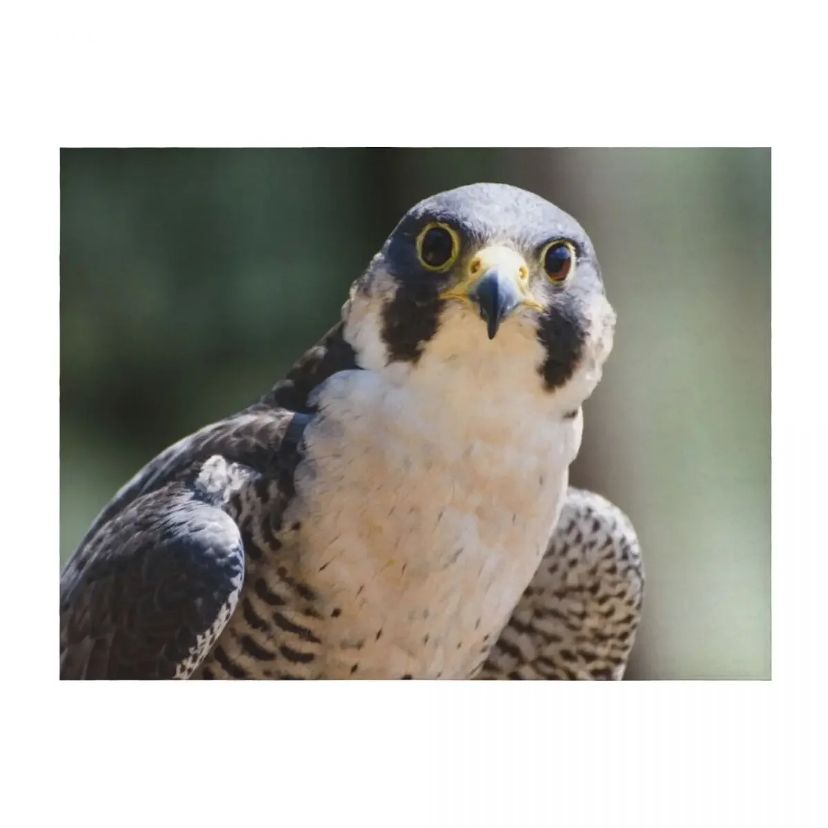 

Peregrine falcon Throw Blanket Thins Sofa Throw Vintage Stuffeds Blankets