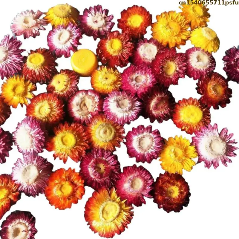 High Quality Natural Colorful Chrysanthemum Dried Flowers For Soap Candle Essence Tea Women's Perfume Materials Candle Flavours