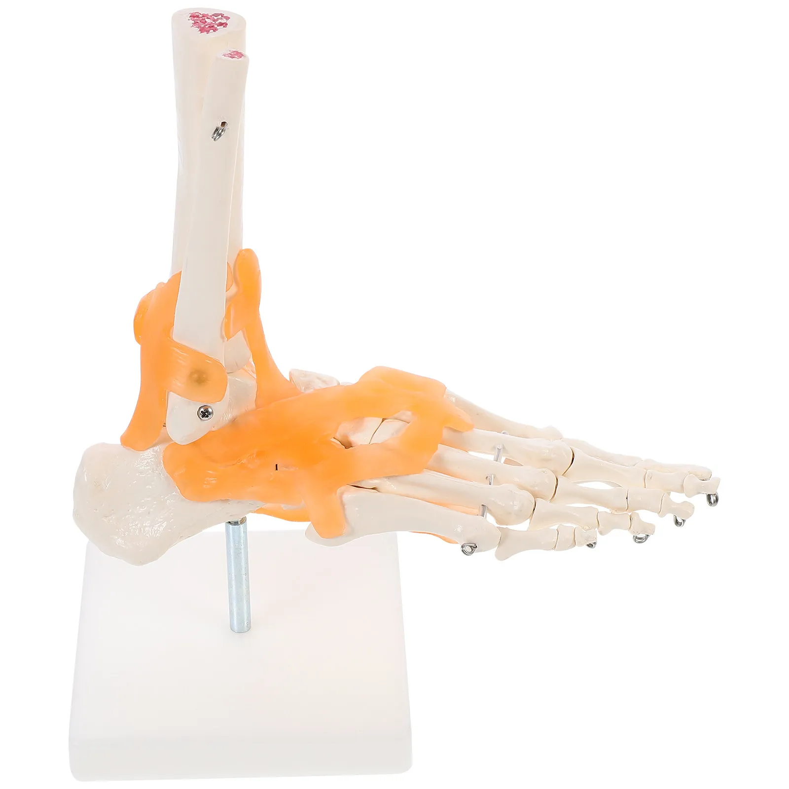 Anatomical Human Foot Bone Model with Base for Study – PVC, Life-Size