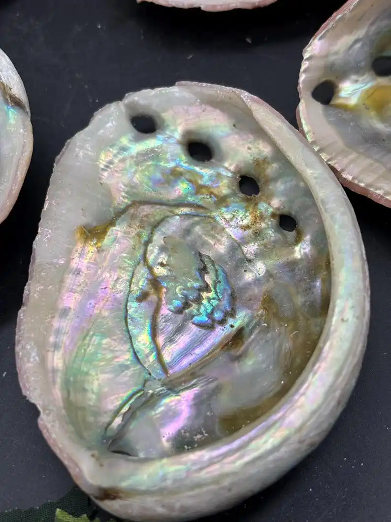 Abalone-Hülle – rote Abalone-Hülle – gereinigte Abalone-Hülle, einzigartige Probe für Sammlerstücke und pädagogische Nutzung – Detail 2