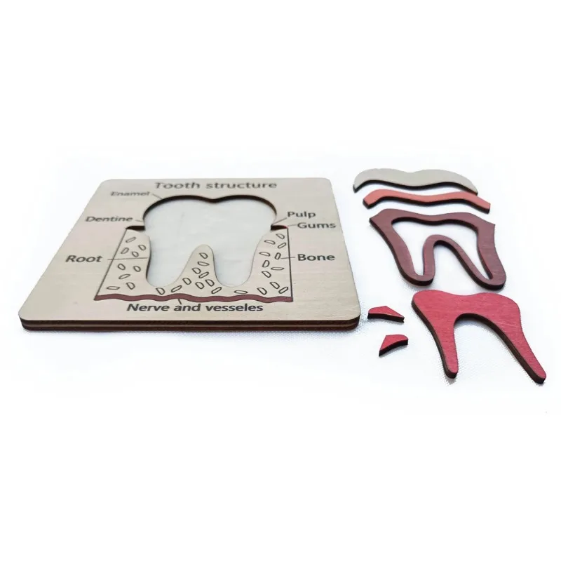 1 Set Lab Exploration Game Tooth Structure Anatomy Woden Board Puzzle Lab Game for Children Kids Lab Accessories Gift Kit s s