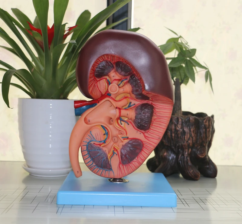 

Renal Anatomical Model Kidney Model