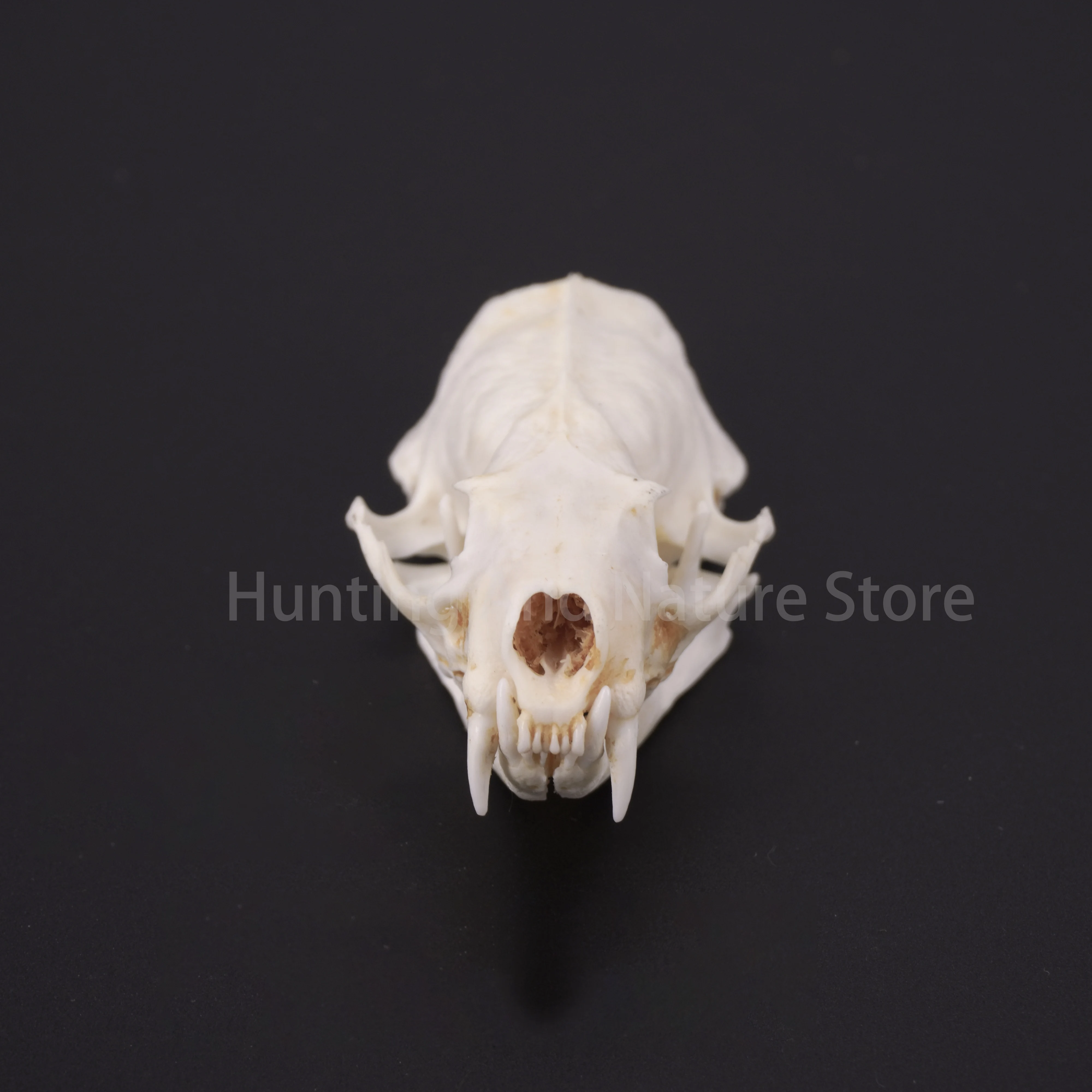 Real Mink Skull For DIY Crafts Halloween Decorations Educational Models Collectibles Real Animal Skeleton Specimens Unique Gifts