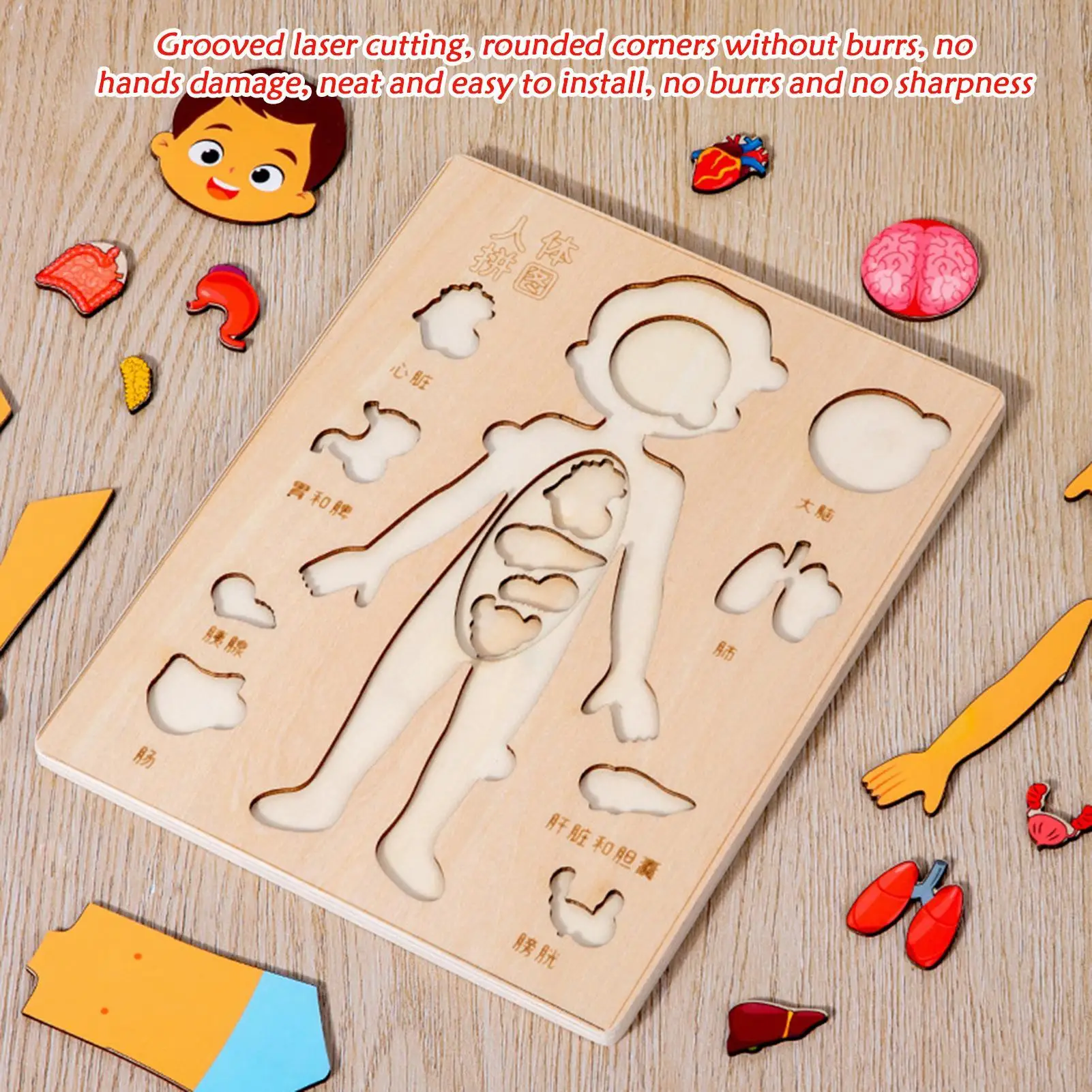 

Human Body For Kids Educational Wood Human Body Puzzle Scientific Toys For Toddler Travel Boys Girls Youth Hospital School