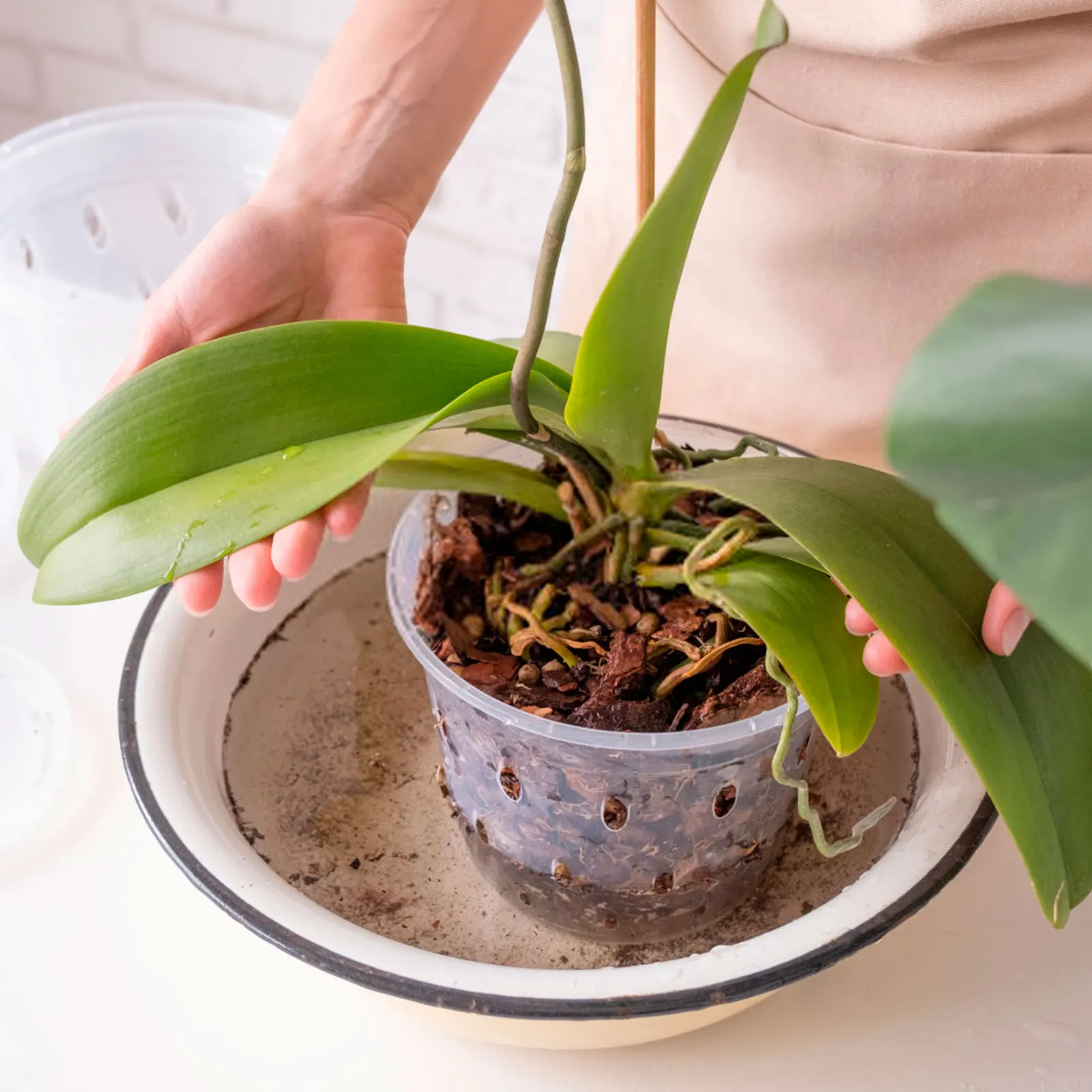 5Pcs Orchid Pot for Repotting 4/5/6 Inch Transparent Slotted Orchid Pots with Holes and Saucers Orchid Flower Plant Repotting