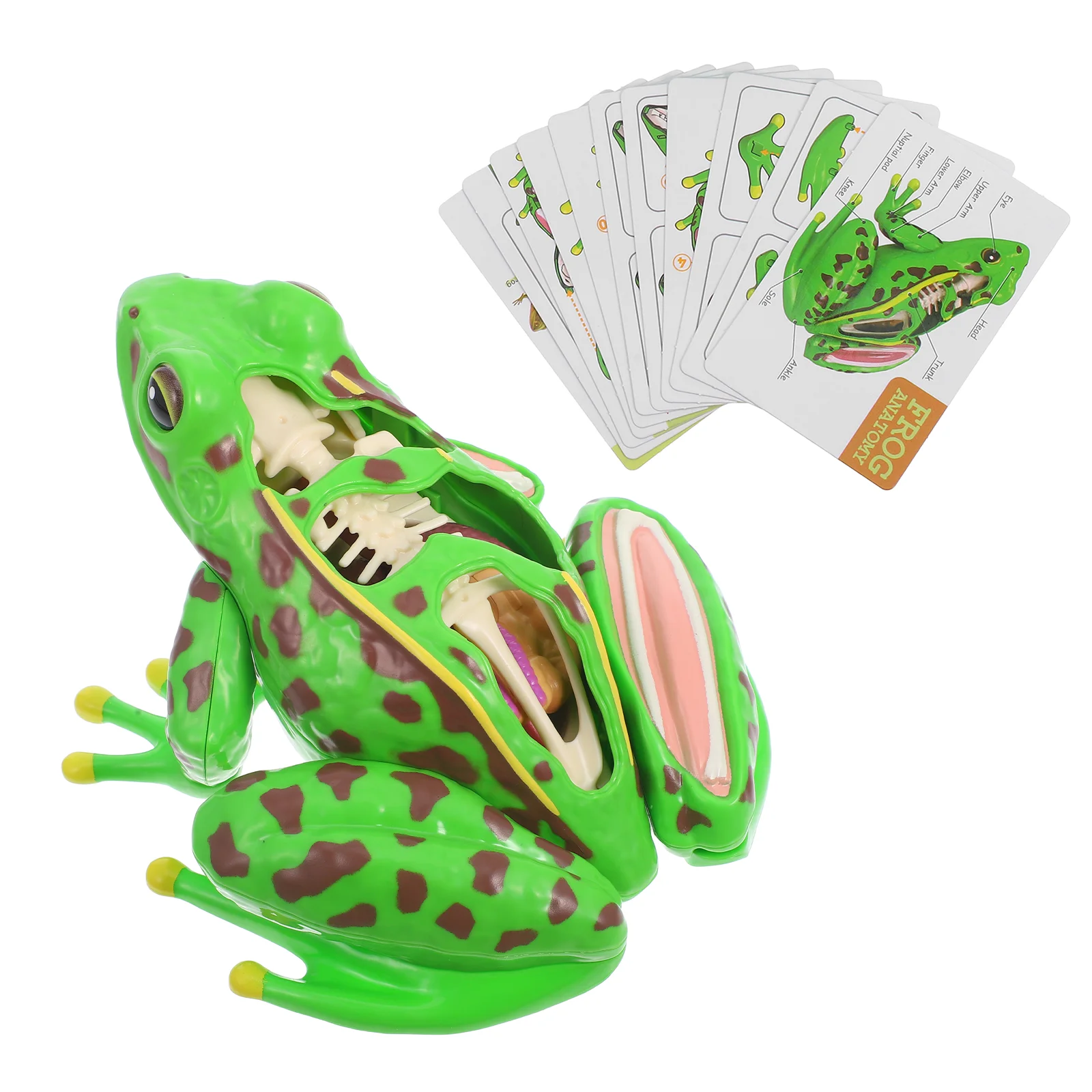 Frog Model Kids Anatomy Toys Dissection Kit Realistic Lifelike Puzzle for Little Plastic Frogs