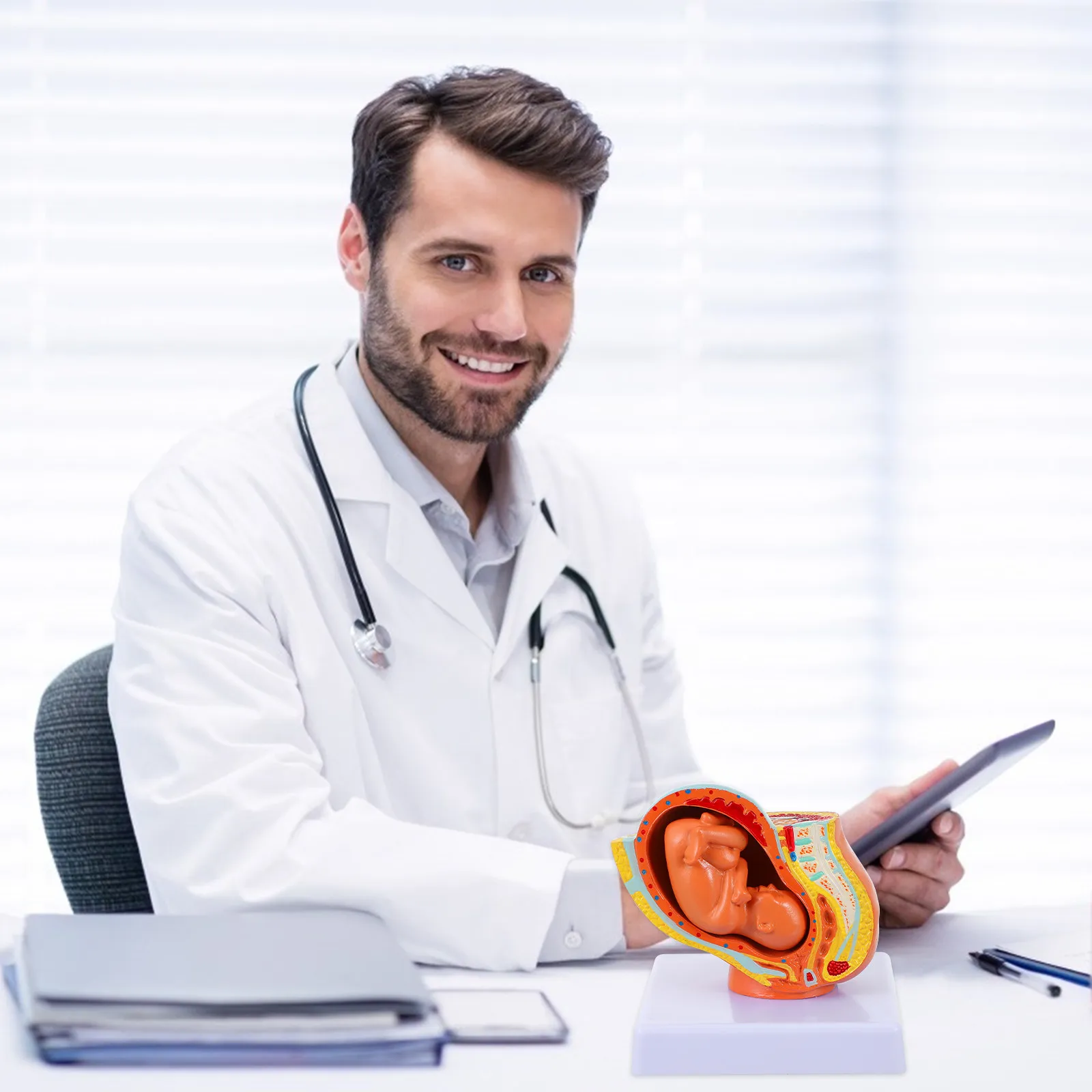 

Full-Term Fetus Female Pregnancy Teaching Uterus Embryo Educational Display Nine-Months Uterine Fetus Anatomy Learning