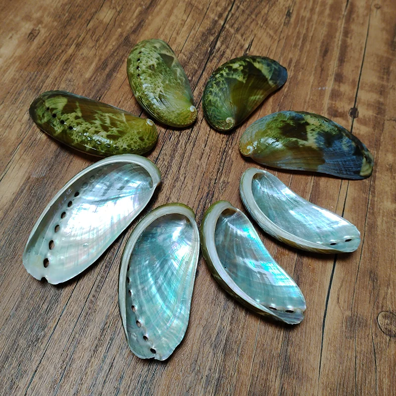 8 PCS Donkey Ear Abalone Shells Natural Haliotins Asinine Seashell for DIY Crafts, Arts and Home Decor (2 inches - 4 inches)