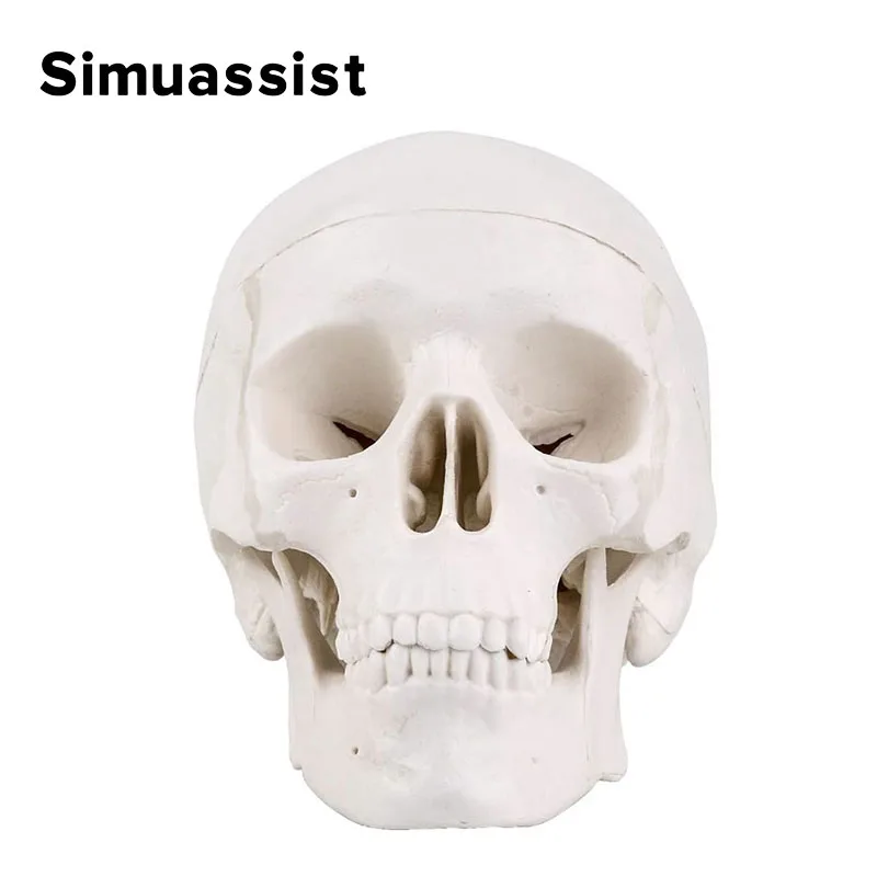 Mini Skull Model Human Anatomical Head Medical Model Detachable Art sketch Props Medical Student Teaching