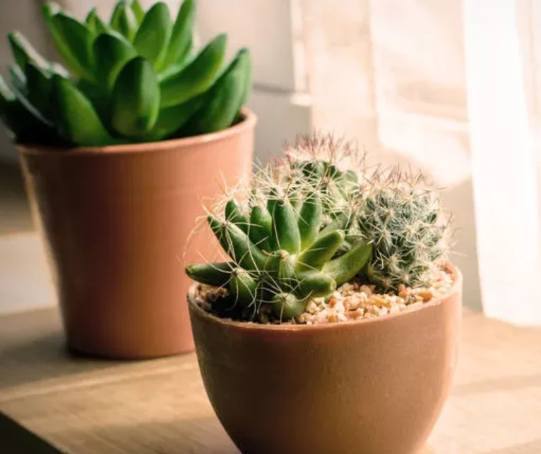 808nm 755nm 1064nm أشباه الموصلات آلة إزالة الشعر بالليزر إزالة الشعر الدائم تبريد رئيس إزالة الشعر بالليزر غير مؤلم ديفي #1