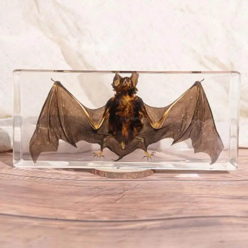 Tassidermy Animals Bat resina realistica Bat Crafts Collection decorazione di pipistrelli con cornice per espositori educativi appassionati di